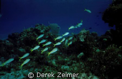 Yellow goatfish, San Salvador, Bahamas. Nikonos V, 28mm, ... by Derek Zelmer 